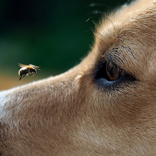 fly-snapping-syndrome-resemblence